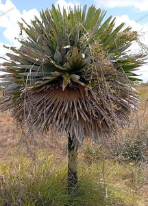 Cuban palms - 2023 Summer - Copernicia cowellii - Hemithrinax rivularis