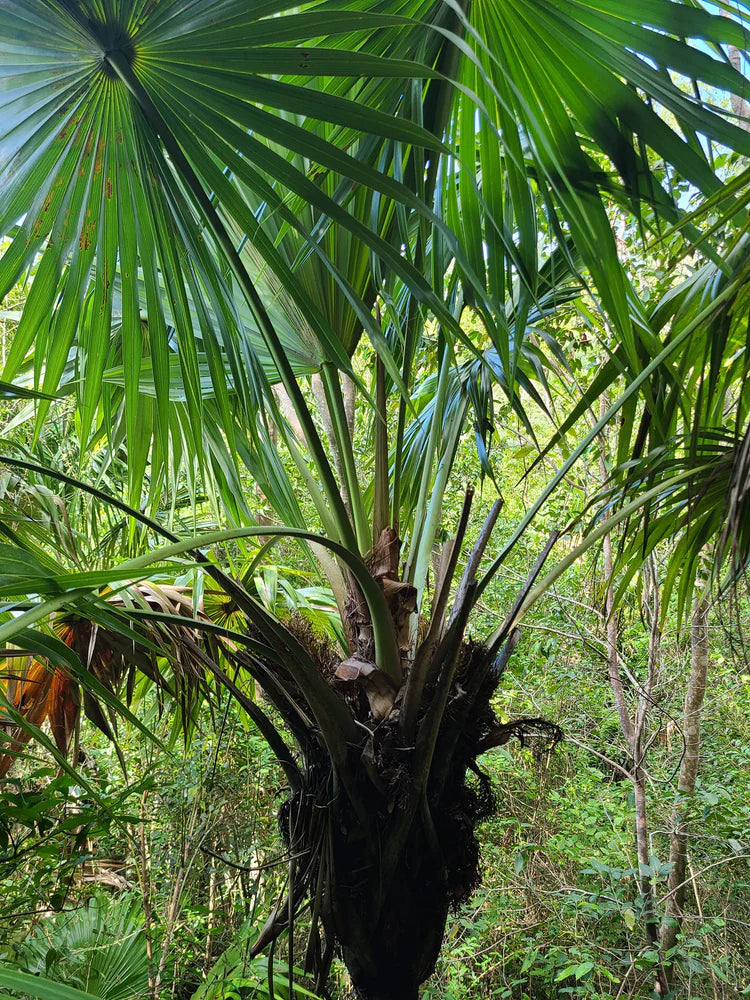 Cuban palms - 2023 Restock Fresh seeds