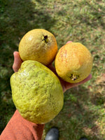 Redland Guava Marmalade