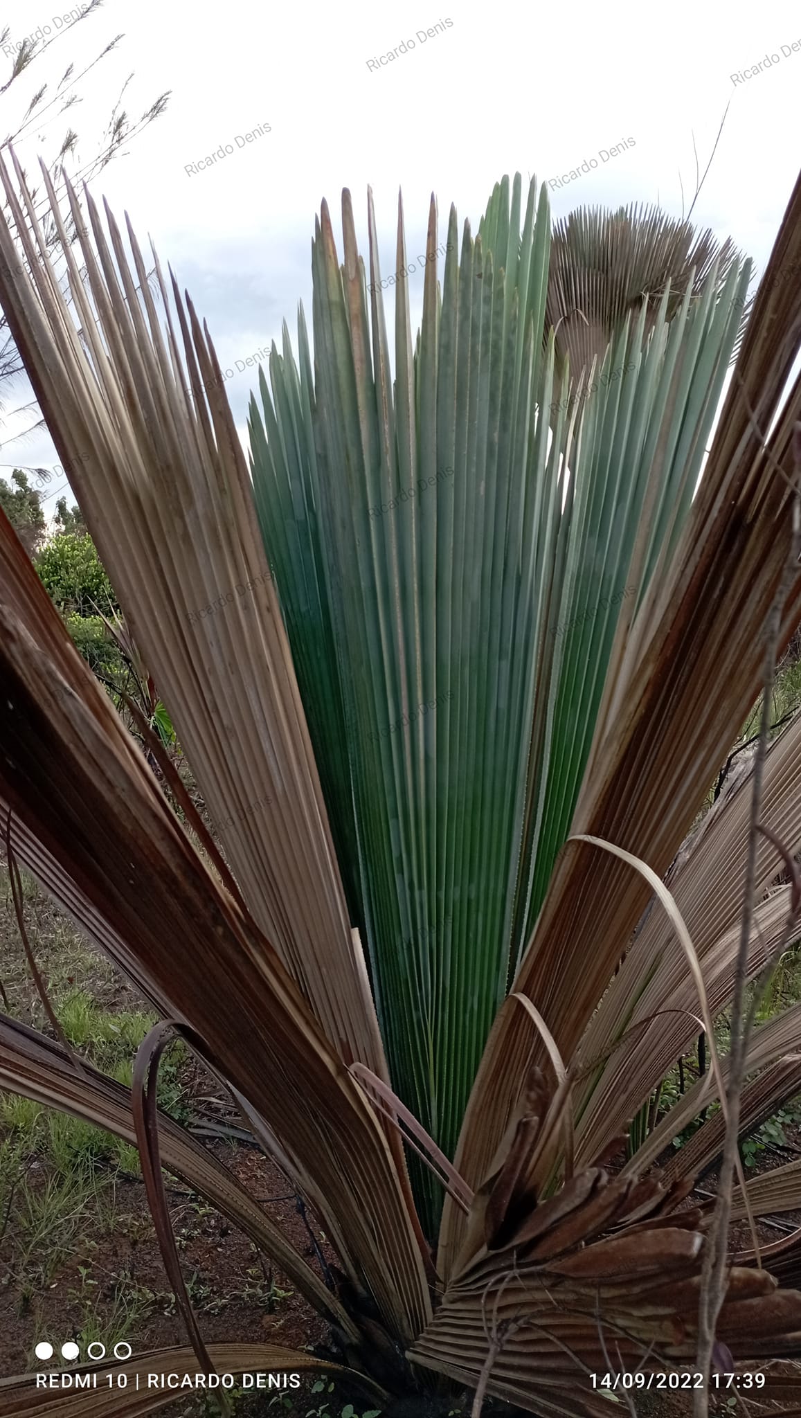 Copernicia rigida 'SILVER' – Tropication Rare Plants